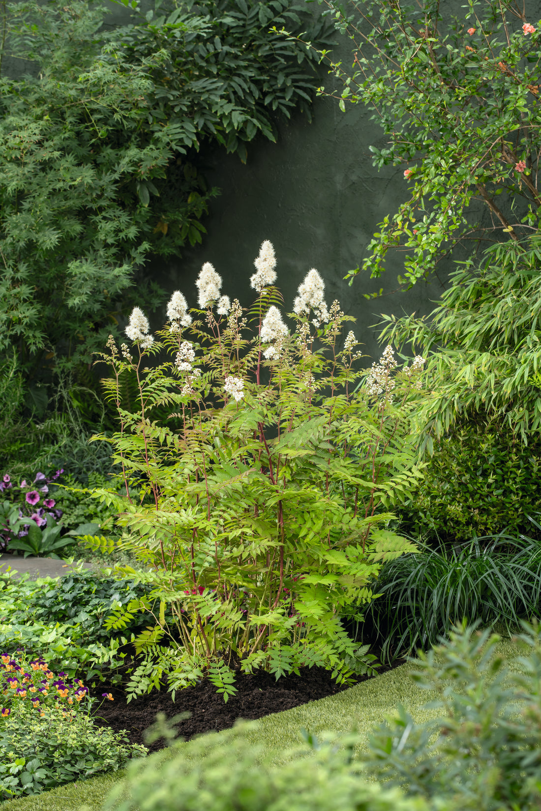 Sorbaria grandiflora 'Maia' E, co (Krukodlad) – bild 1