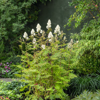 Sorbaria grandiflora 'Maia' E, co (Krukodlad) – bild 1