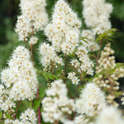 Sorbaria grandiflora 'Maia' E, co (Krukodlad) – bild 2