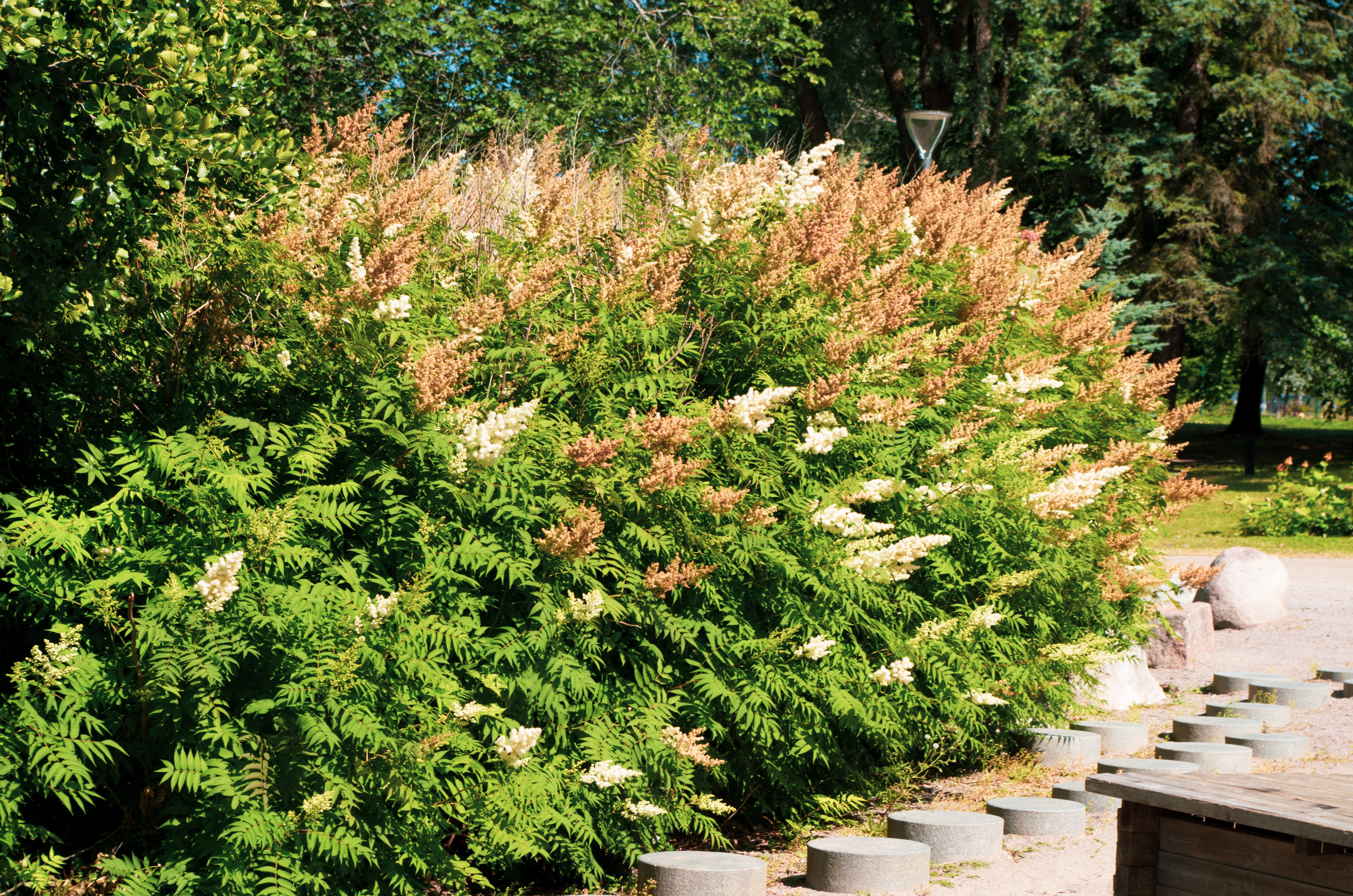 Sorbaria grandiflora 'Maia' E, co (Krukodlad) – bild 1