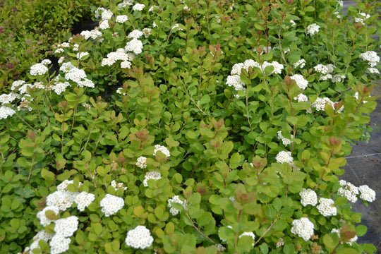 Spiraea betulifolia 'Tor' E, co (Krukodlad) – bild 1