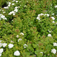 Spiraea betulifolia 'Tor' E, co (Krukodlad) – bild 1