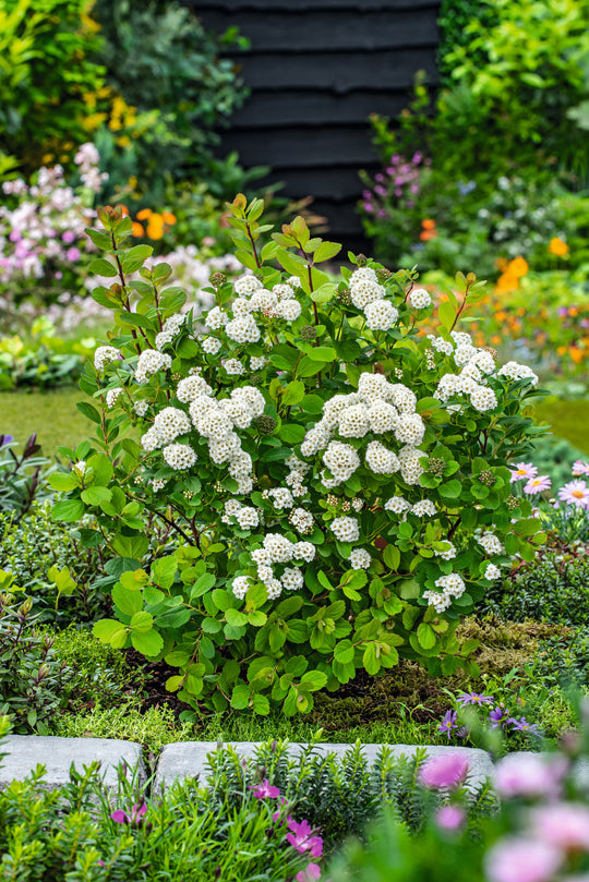 Spiraea betulifolia 'Tor' E, co (Krukodlad) – bild 2