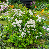 Spiraea betulifolia 'Tor' E, co (Krukodlad) – bild 2