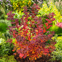 Spiraea betulifolia 'Tor' E, co (Krukodlad) – bild 3