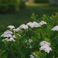 Spiraea betulifolia 'Tor' E, co (Krukodlad) – bild 4