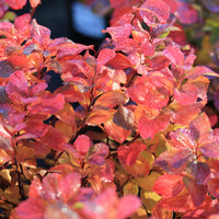 Spiraea betulifolia 'Tor' E, co (Krukodlad) – bild 5