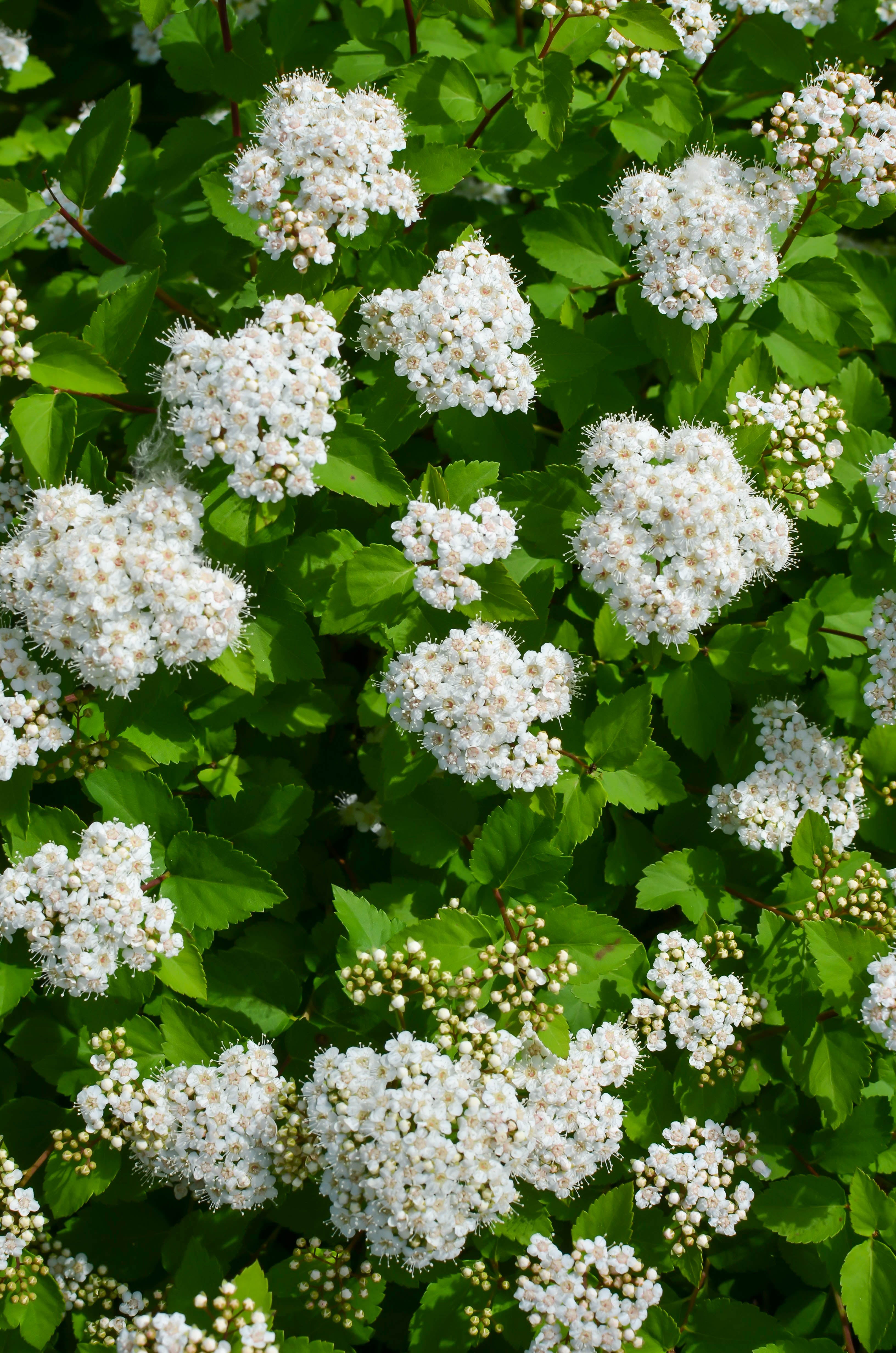 Spiraea betulifolia 'Tor' E, co (Krukodlad) – bild 1