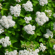 Spiraea betulifolia 'Tor' E, co (Krukodlad) – bild 6
