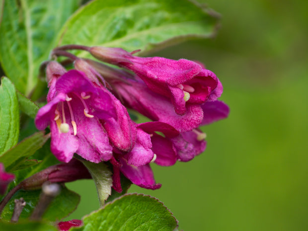 Weigela florida 'Korea' E, co (Krukodlad) – bild 1