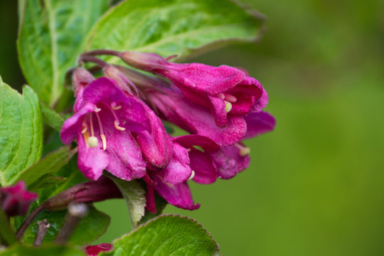 Weigela florida 'Korea' E, co (Krukodlad) – bild 1