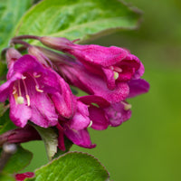 Weigela florida 'Korea' E, co (Krukodlad) – bild 1