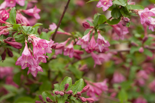 Weigela florida 'Korea' E, co (Krukodlad) – bild 2