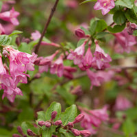 Weigela florida 'Korea' E, co (Krukodlad) – bild 2