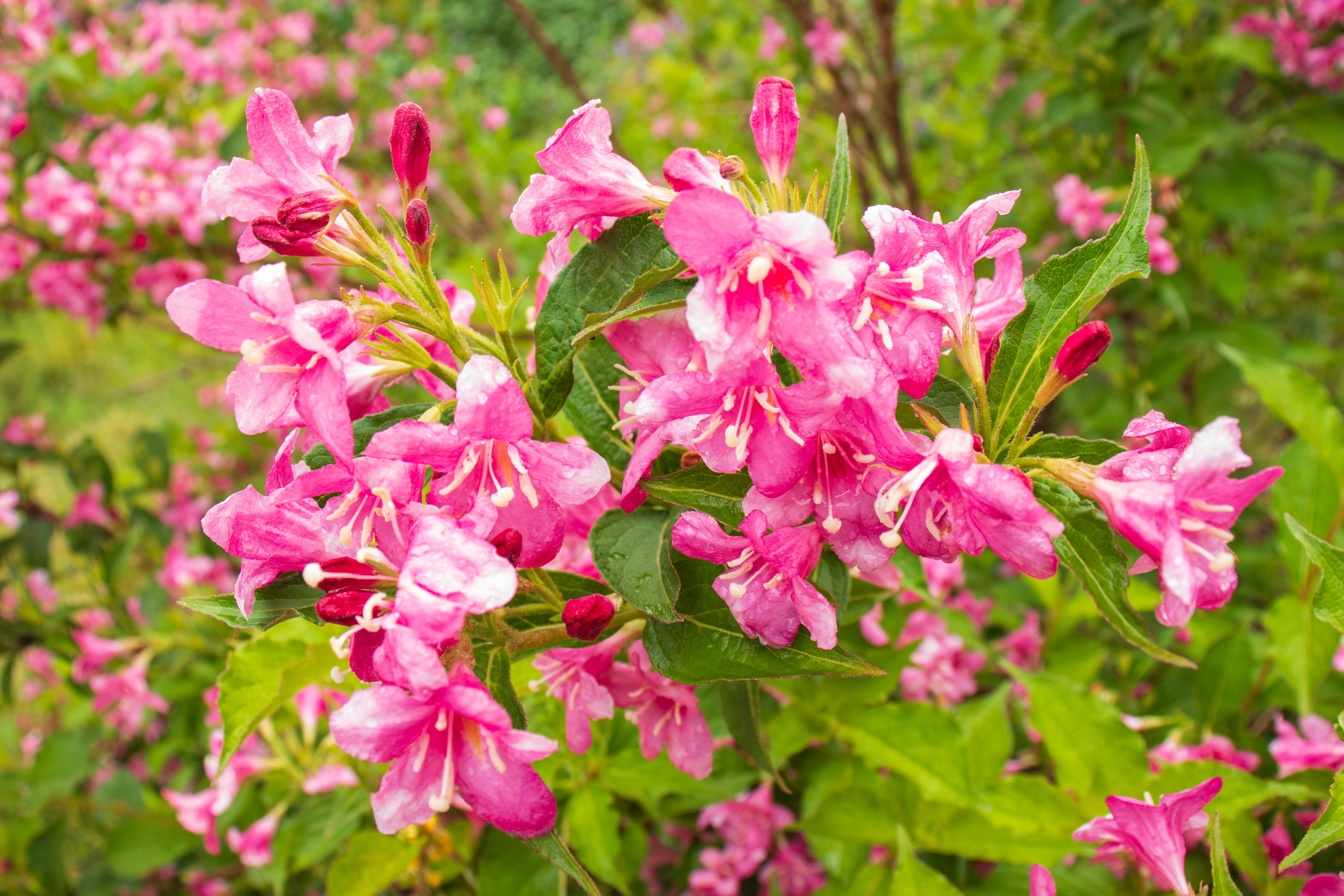 Weigela florida 'Korea' E, co (Krukodlad) – bild 1