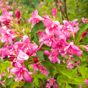 Weigela florida 'Korea' E, co (Krukodlad) – bild 3