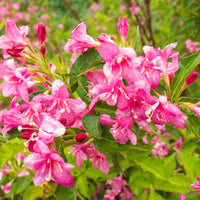 Weigela florida 'Korea' E, co (Krukodlad) – bild 3