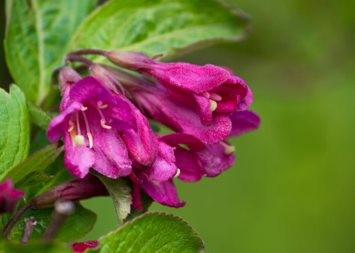 Weigela florida 'Korea' E, co (Krukodlad)