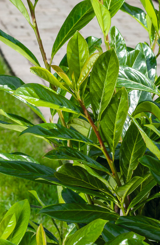Prunus laurocerasus 'Novita' 30-50 cm (Barrot) – bild 2