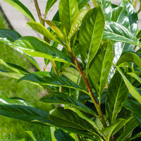 Prunus laurocerasus 'Novita' 30-50 cm (Barrot) – bild 2