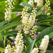 Prunus laurocerasus 'Novita' 30-50 cm (Barrot) – bild 3
