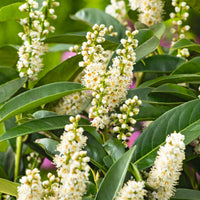 Prunus laurocerasus 'Novita' 30-50 cm (Barrot) – bild 3
