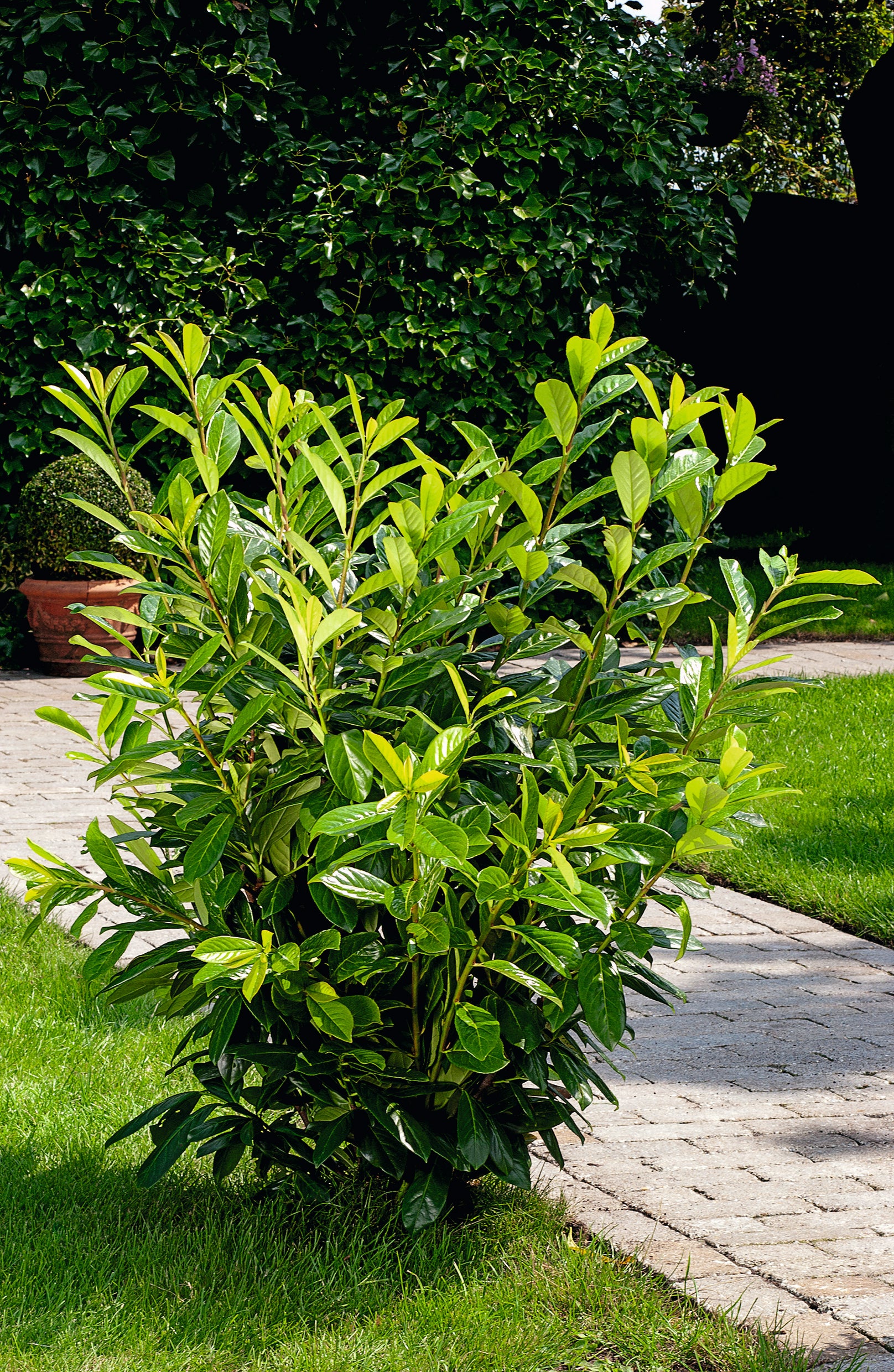 Prunus laurocerasus 'Novita' 30-50 cm (Barrot) – bild 1