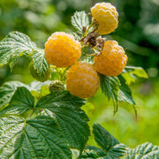 hösthallon 'Fallgold'