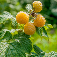 hösthallon 'Fallgold'