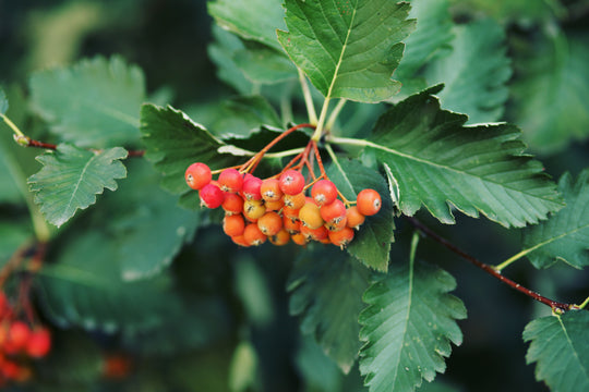 Sorbus mougeotii FK BÄLINGE E, co (Krukodlad) – bild 1