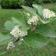 Sorbus mougeotii FK BÄLINGE E, co (Krukodlad) – bild 2