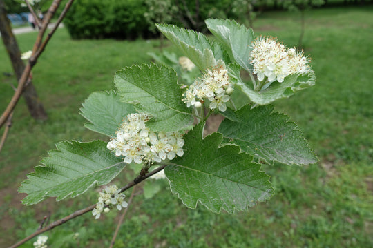 Sorbus mougeotii FK BÄLINGE E, co (Krukodlad) – bild 2