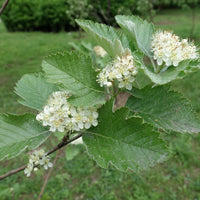 Sorbus mougeotii FK BÄLINGE E, co (Krukodlad) – bild 2