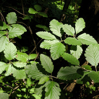 Sorbus mougeotii FK BÄLINGE E, co (Krukodlad) – bild 4