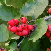 Sorbus mougeotii FK BÄLINGE E, co (Krukodlad) – bild 5