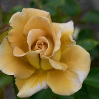 Rosa HONEY DIJON