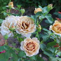 Rosa HONEY DIJON