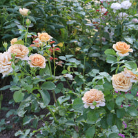 Rosa HONEY DIJON