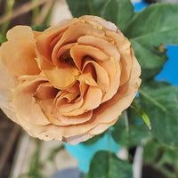 Rosa HONEY DIJON