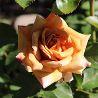 Rosa HONEY DIJON