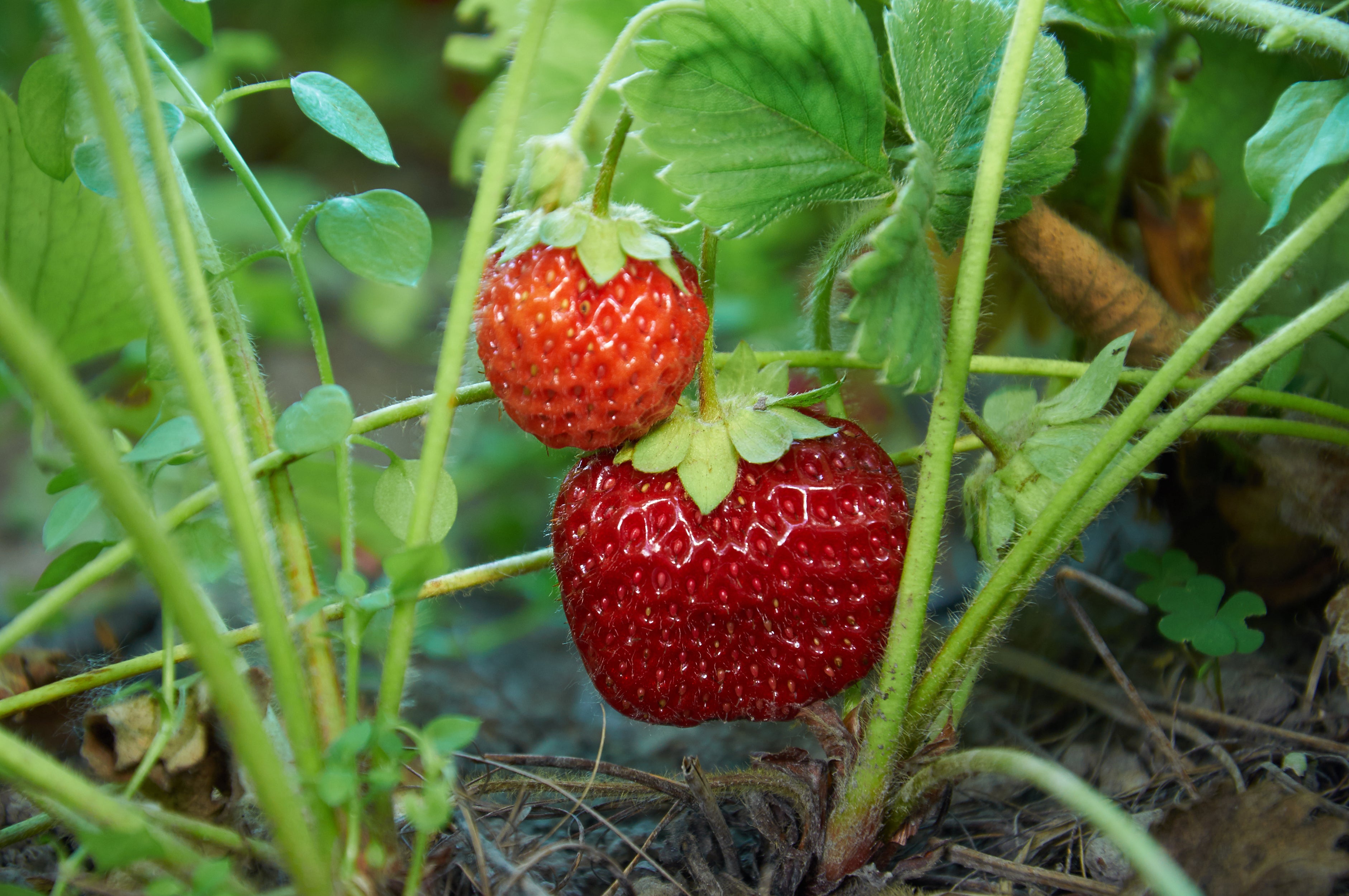 jordgubbe 'Malwina'