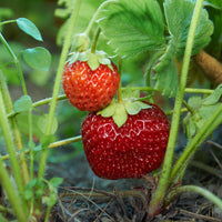 jordgubbe 'Malwina'