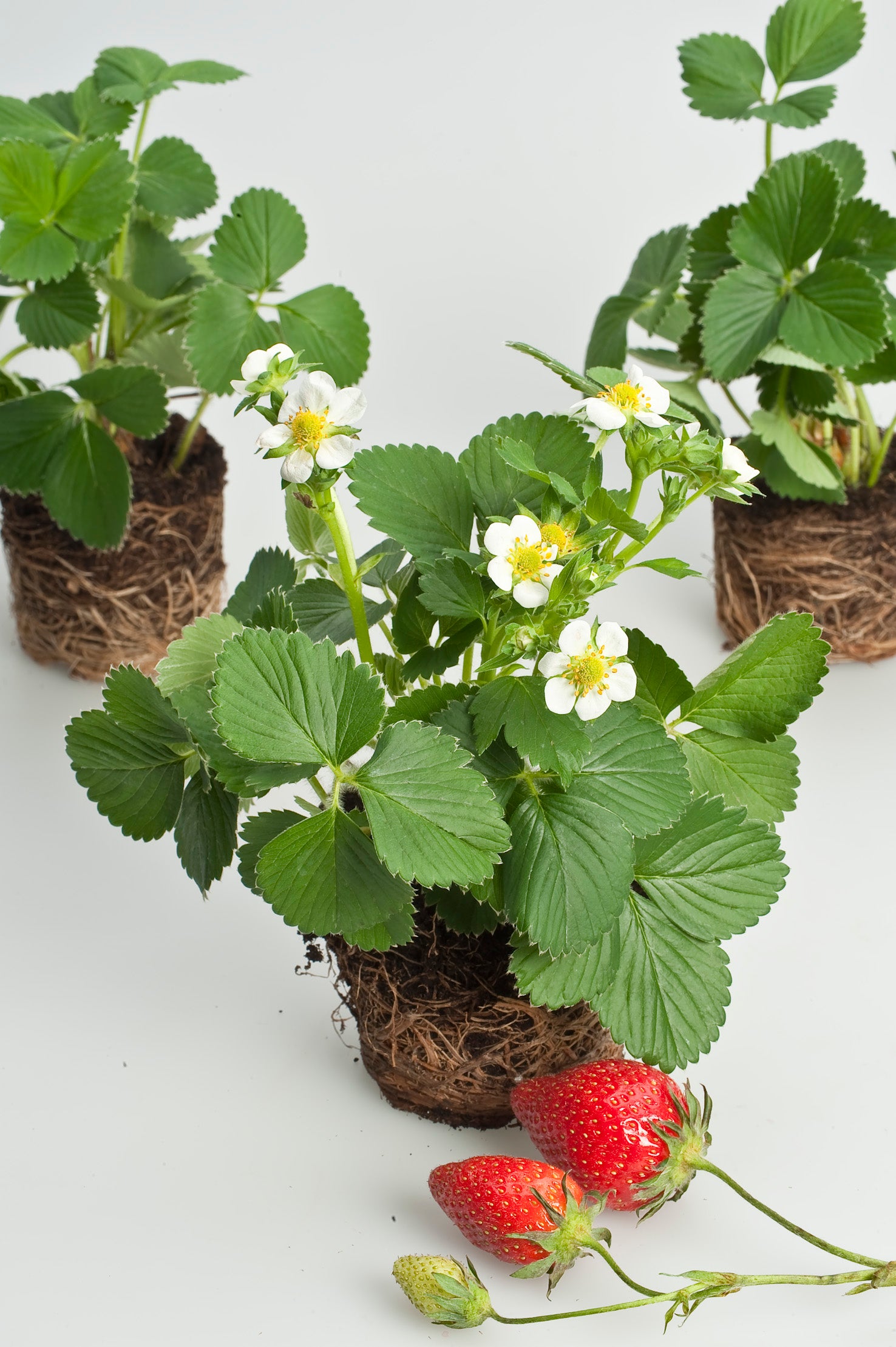jordgubbe 'Korona'