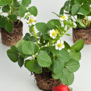 jordgubbe 'Korona'