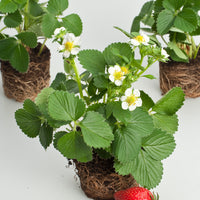 jordgubbe 'Korona'