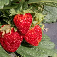 jordgubbe 'Honeoye'