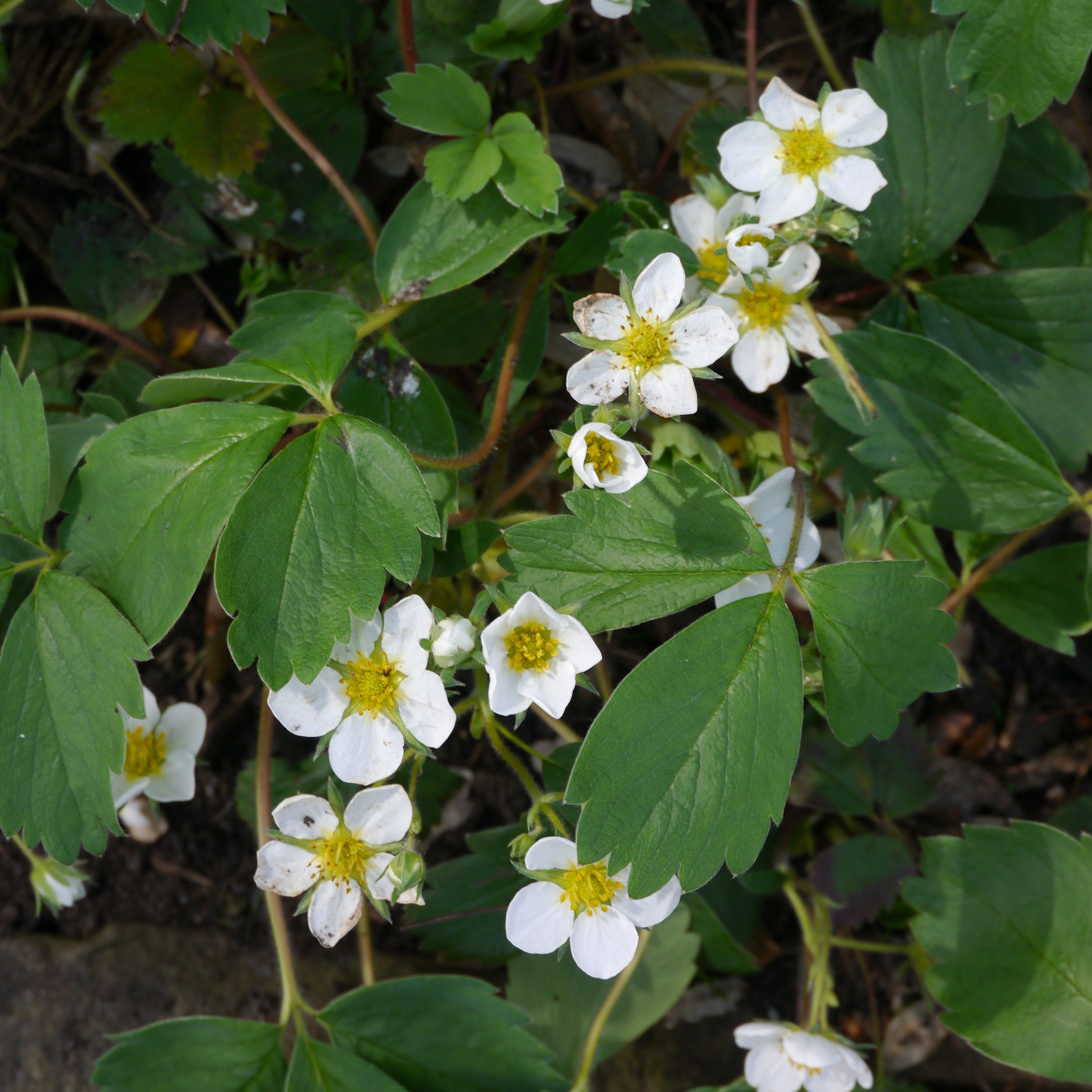 jordgubbe 'Honeoye'