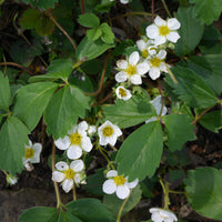 jordgubbe 'Honeoye'