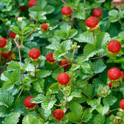 månadssmultron 'Rügen'