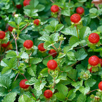 månadssmultron 'Rügen'